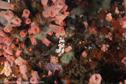 BD-141023-Nusa-Penida-6029-Antennarius-pictus-(Shaw.-1794)-[Painted-frogfish].jpg